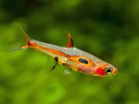 Лот: 16204887. Фото: 2. Расбора земляничная (Boraras naevus... Аквариумистика
