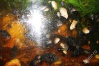 Лот: 537961. Фото: 2. цихлазома чернополосая (Cichlasoma... Аквариумистика