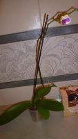 Лот: 5263113. Фото: 3. Орхидея фаленопсис F19(отцвела... Растения и животные