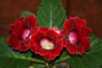 Лот: 4059078. Фото: 2. Глоксиния темно-алая (всё растение... Комнатные растения и уход