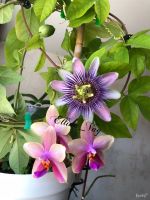 Лот: 6699773. Фото: 2. Пассифлора Белоти. Passiflora... Комнатные растения и уход