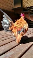 Лот: 9968105. Фото: 2. Две пары малазийских серам (2... Животные и уход