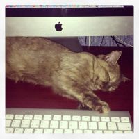 Лот: 3134216. Фото: 3. Apple iMac 21.5' (mc509rs). Компьютеры, оргтехника, канцтовары