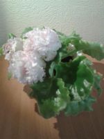 Лот: 3001316. Фото: 2. Фиалка "Irish cream". Комнатные растения и уход