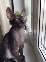 Лот: 6620553. Фото: 2. Котята Донского сфинкса. Животные и уход
