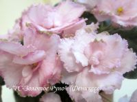 Лот: 12667049. Фото: 2. "РС-Золотое Руно"(С.Репкина... Цветы, букеты