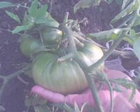Лот: 7497428. Фото: 2. минусинские помидоры(томат) рассада. Семена, рассада, садовые растения