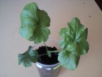 Лот: 1621776. Фото: 2. Герань красная (укорененный черенок... Комнатные растения и уход