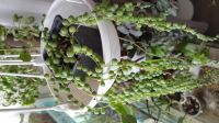 Лот: 5494673. Фото: 2. Крестовник роули (нар. название... Комнатные растения и уход