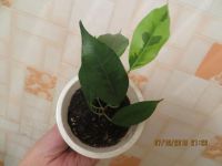 Лот: 5607309. Фото: 2. фикус Бенджамина'Reginald' продам... Комнатные растения и уход