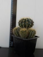 Лот: 20006493. Фото: 3. кактус (неприхотливый цветок). Растения и животные