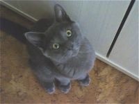 Лот: 14718113. Фото: 5. Харизматичный молодой котик 6-7...