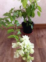 Лот: 7728292. Фото: 5. Сортовая бугенвиллея,бугенвиллия