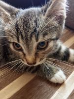 Лот: 23302790. Фото: 4. котята отдам. Красноярск