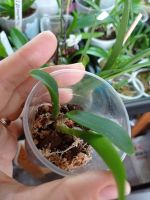 Лот: 18308921. Фото: 5. Орхидея каттлея Lc. Sagarik Wax