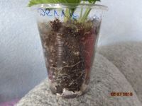 Лот: 5506757. Фото: 3. Пеларгония королевская Delli-черенок... Растения и животные