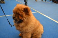 Лот: 6167213. Фото: 4. Продам щенка Чау-чау. Красноярск