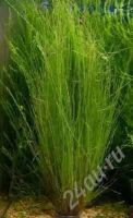 Лот: 413170. Фото: 3. Ситняг живородящий (Eleocharis... Растения и животные