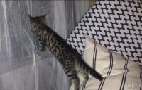 Лот: 13735553. Фото: 2. Отдам котенка. Животные и уход