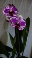 Лот: 6183708. Фото: 2. Орхидея цветет, цветок 10смх9см... Комнатные растения и уход