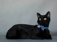 Лот: 5669803. Фото: 2. Изящный котик, кастрирован, привит... Животные и уход