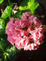 Лот: 15876096. Фото: 2. Пеларгония Australien Pink Rosebud. Комнатные растения и уход