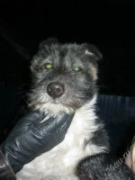 Лот: 2461635. Фото: 2. Красивая собака, черно-белого... Животные и уход