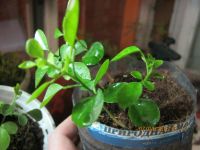 Лот: 7308818. Фото: 3. муррайя №10. Растения и животные