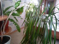 Лот: 14902280. Фото: 3. Драцена. Растения и животные