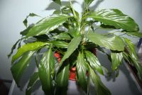 Лот: 20076798. Фото: 2. Спатифиллум узколистный с горшком... Комнатные растения и уход