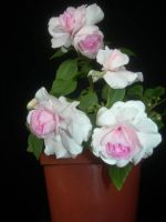 Лот: 3403673. Фото: 3. Бальзамин Apple Blossom". Растения и животные