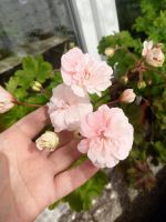 Лот: 21781786. Фото: 2. Пеларгония Леона Галактика. Комнатные растения и уход