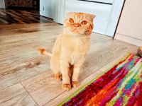 Лот: 20535463. Фото: 5. Котята шотландские вислоухие