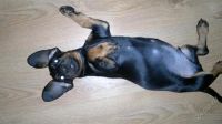 Лот: 766659. Фото: 2. Щенок таксы!. Животные и уход