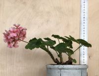 Лот: 18080129. Фото: 2. Герань розовая. Комнатные растения и уход