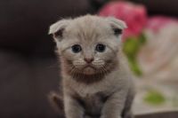Лот: 7686106. Фото: 3. Шотландские котята. Растения и животные