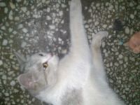 Лот: 3010935. Фото: 4. Отдаю кошку красивую :). Красноярск