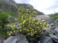 Лот: 9907429. Фото: 2. Курильский чай (Pentaphylloides... Семена, рассада, садовые растения