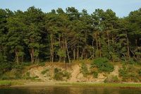 Лот: 8773767. Фото: 3. Варенье из Шишек от компании... Красноярск