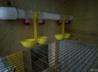 Лот: 9731344. Фото: 2. поилка нипельная двойная для перепелов... Животные и уход