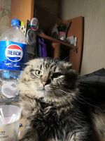 Лот: 16300481. Фото: 7. Котенок ( папа вислоухий шотландец...