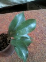 Лот: 12045876. Фото: 2. эльдорадо......... Комнатные растения и уход