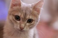 Лот: 3532929. Фото: 6. Котенок девочка красавица