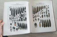 Лот: 16137398. Фото: 3. В.М. Гудков "Следы зверей и птиц... Литература, книги