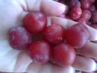 Лот: 5988435. Фото: 4. Слива красная, сладкая, отборная...