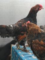 Лот: 10213190. Фото: 3. красавец петух. Растения и животные