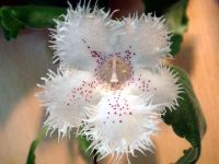 Лот: 14297032. Фото: 2. Альсобия. Комнатные растения и уход