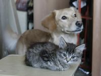 Лот: 5973261. Фото: 5. Сибирские котята