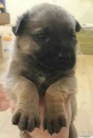 Лот: 7966003. Фото: 2. Щенки на охрану загородного дома. Животные и уход