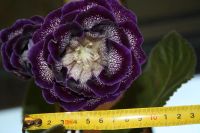 Лот: 4108541. Фото: 2. Махровая глоксиния (крупный цветок... Комнатные растения и уход